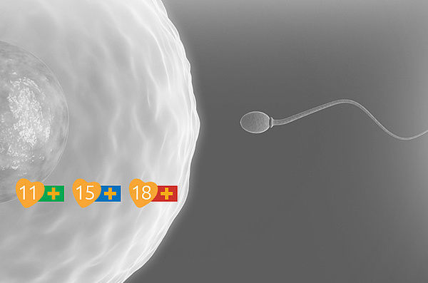 foler sandsynligheden for at blive gravid foler sandsynligheden for at blive gravid